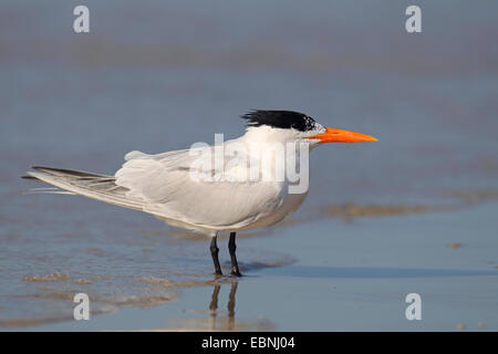 Königliche Seeschwalbe (Thalasseus Maximus, Sternea Maxima), steht am Meer, USA, Florida Stockfoto