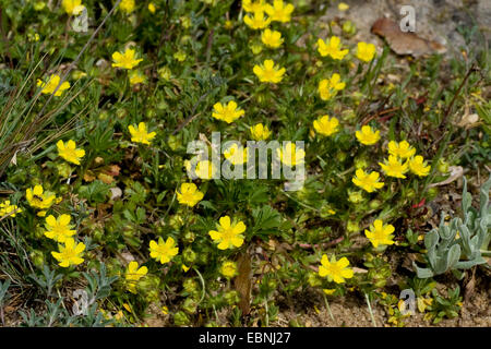 Gefleckte Fingerkraut (Potentilla Tabernaemontani, Potentilla Verna, Potentilla Neumanniana), blühen, Deutschland Stockfoto