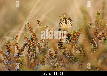 Wiese Pitpit (Anthus Pratensis), sitzt in einem Strauch, Niederlande, Texel, Frisia Stockfoto