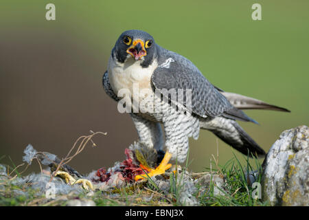 Wanderfalke (Falco Peregrinus), am Stecker Ort mit Beute; Grünspecht, Deutschland, Baden-Württemberg Stockfoto