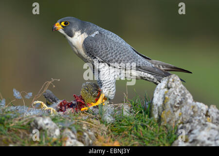 Wanderfalke (Falco Peregrinus), am Stecker Ort mit Beute; Grünspecht, Deutschland, Baden-Württemberg Stockfoto