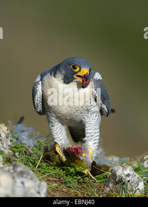 Wanderfalke (Falco Peregrinus), am Stecker Ort mit Beute; Grünspecht, Deutschland, Baden-Württemberg Stockfoto