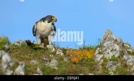 Wanderfalke (Falco Peregrinus), am Stecker Ort mit Beute; Grünspecht, Deutschland, Baden-Württemberg Stockfoto