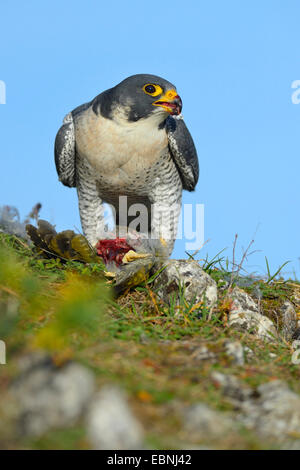 Wanderfalke (Falco Peregrinus), am Stecker Ort mit Beute; Grünspecht, Deutschland, Baden-Württemberg Stockfoto