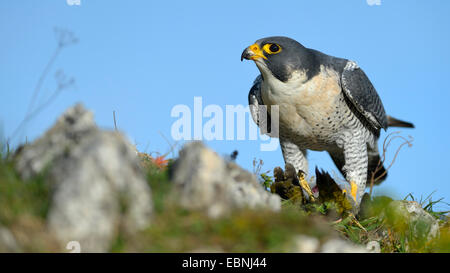 Wanderfalke (Falco Peregrinus), am Stecker Ort mit Beute; Grünspecht, Deutschland, Baden-Württemberg Stockfoto