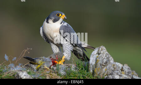 Wanderfalke (Falco Peregrinus), am Stecker Ort mit Beute; Grünspecht, Deutschland, Baden-Württemberg Stockfoto