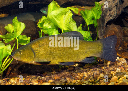 Schleie (Tinca Tinca), Weiblich, Deutschland Stockfoto