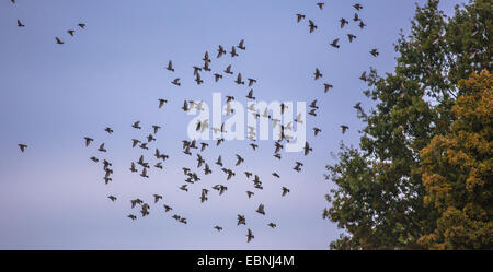 gemeinsamen Star (Sturnus Vulgaris), fliegende Schwarm, Deutschland, Bayern Stockfoto