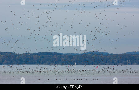 Reiherenten (Aythya Fuligula), großer Schwarm Landung auf einem See, Migration, Deutschland, Bayern, Vogel See Chiemsee Stockfoto