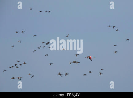 Rosaflamingo (Phoenicopterus Roseus, Phoenicopterus Ruber Roseus), im Flug mit Schwarm von Enten und Gänsen, Deutschland, Bayern, See-Chiemsee Stockfoto