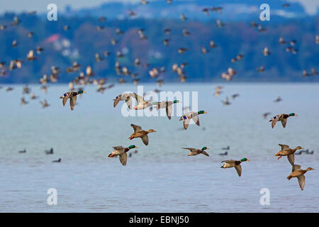 Stockente (Anas Platyrhynchos), kleine Herde, die Landung, Deutschland, Bayern, See Chiemsee Stockfoto