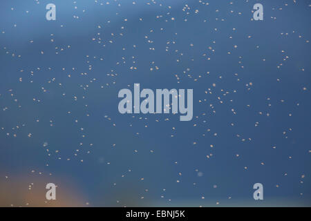 Winter-Mücken, Schnaken Winter (Trichoceridae, Petauristidae), viele Männer in eine tanzende Schwarm, Deutschland, Bayern Stockfoto