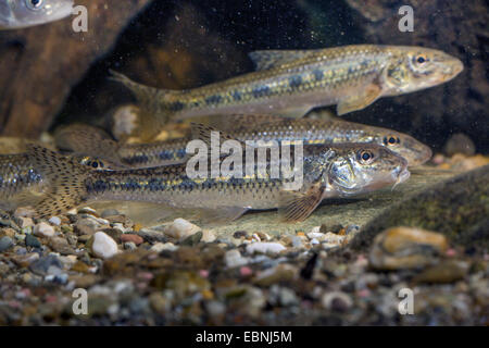 Gründling (Gobio Gobio), mehrere Schwimmen im Strom, 12 cm Stockfoto