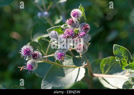 wollige Klette (Arctium Hornkraut), blühen, Deutschland Stockfoto