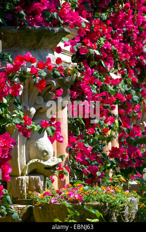 Papierfabrik, Four-o'clock (Bougainvillea-Hybride), Repliken von antiken Collums und Statuen im Garten der Villa Ephrussi de Rothschild überwuchert von blühenden Blumen, Frankreich, Saint-Jean-Cap-Ferrat Stockfoto