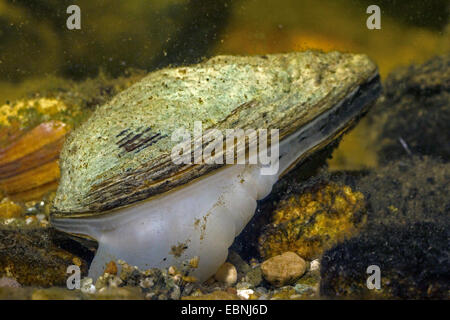 angeschwollenen Fluss Muschel (Unio Tumidus), mit sichtbaren Fuß, Deutschland Stockfoto