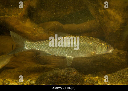 Hasel (Leuciscus Leuciscus), Baden, Deutschland Stockfoto