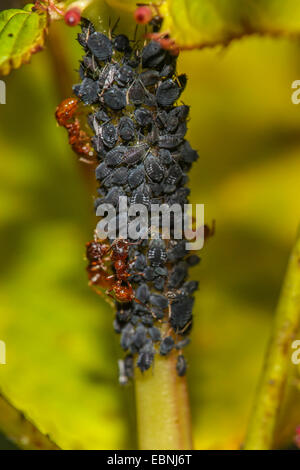 Blattlaus (Acyrthosiphon spec.), Kolonie am Touch-me-not von Ameisen, Deutschland, Bayern, Isental gemolken Stockfoto