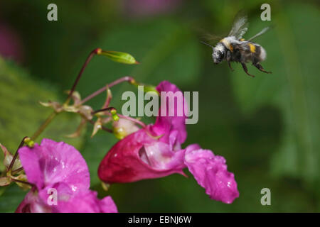 Buff-tailed Hummel (Bombus vgl. Terrestris), infiziert mit Schimmel, fliegen nach einer Röhricht-Blume, Deutschland, Bayern, Isental Stockfoto