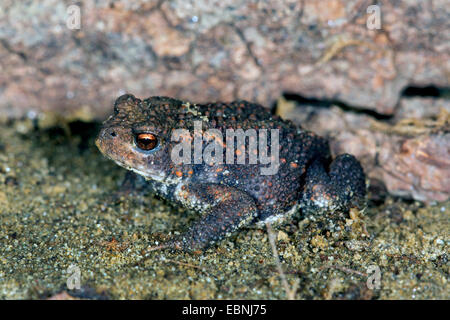 Europäischen gemeinsamen Kröte (Bufo Bufo), ein-Jahr-alte, Deutschland Stockfoto