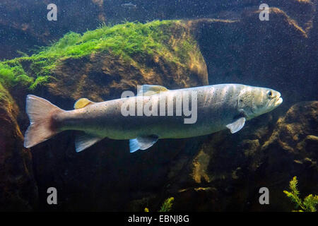 Huchen, Huchen (Hucho Hucho), Schwimmen Stockfoto