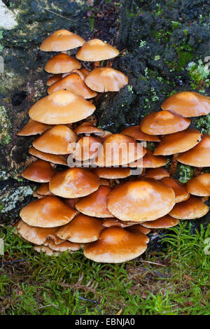 Ummantelten Stockschwämmchen, Scalycap (Galerina Stockschwämmchen, Kuehneromyces Stockschwämmchen, Stockschwämmchen Pholiota), auf Totholz, Deutschland Stockfoto