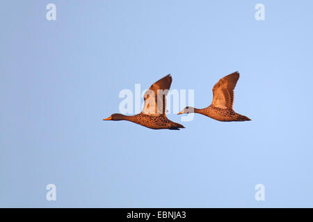 Afrikanische gelb-Bill (Anas Undulata), zwei fliegenden Enten, Südafrika, Pilanesberg Nationalpark Stockfoto