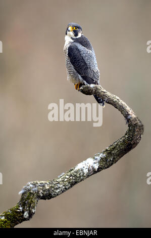 Wanderfalke (Falco Peregrinus), Tercel auf seiner Suche, Deutschland, Baden-Württemberg Stockfoto