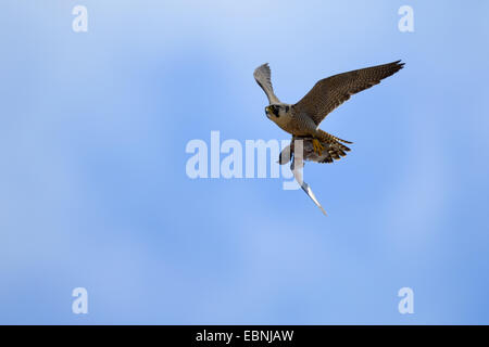 Wanderfalke (Falco Peregrinus), fliegende Weibchen mit Beute, Deutschland, Baden-Württemberg Stockfoto