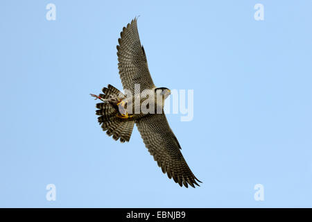 Wanderfalke (Falco Peregrinus), fliegende Weibchen mit Beute, Deutschland, Baden-Württemberg Stockfoto