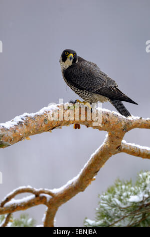 Wanderfalke (Falco Peregrinus), weibliche sitzen mit Beute auf einem Ast, Deutschland, Baden-Württemberg Stockfoto