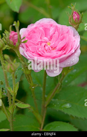 Kohl Rose, Provence Rose Rose de Mai (Rosa centifolia Rosa centifolia Î), Blume Stockfoto