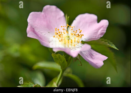 Dog rose (Rosa Canina), Blume, Deutschland Stockfoto