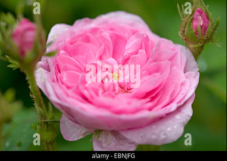 Kohl Rose, Provence Rose Rose de Mai (Rosa centifolia Rosa centifolia Î), Blume Stockfoto