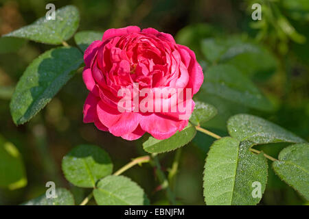 Damaszener Rose (Rosa X damascena, Rosa Damascena), Blume Stockfoto