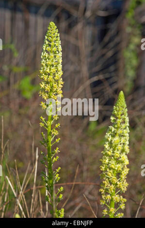 Gelbe Mignonette, wilde Mignonette (Reseda Lutea), Blütenstände, Deutschland Stockfoto