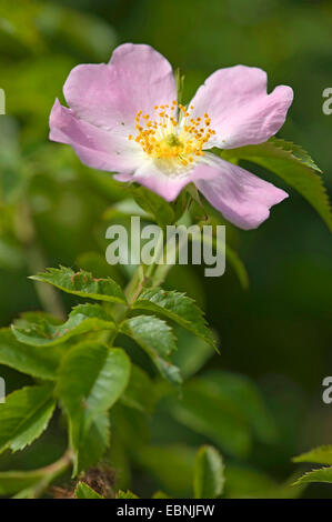 Dog rose (Rosa Canina), Blume, Deutschland Stockfoto