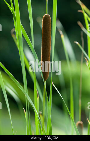 kleiner Rohrkolben, Narrowleaf Rohrkolben, Narrow-leaved Rohrkolben (Typha Angustifolia), Fruchtstand, Deutschland, BG Ffm Stockfoto