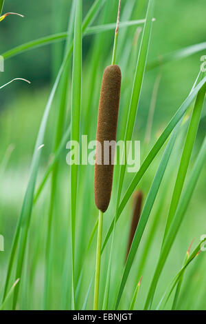 kleiner Rohrkolben, Narrowleaf Rohrkolben, Narrow-leaved Rohrkolben (Typha Angustifolia), Fruchtstand, Deutschland Stockfoto