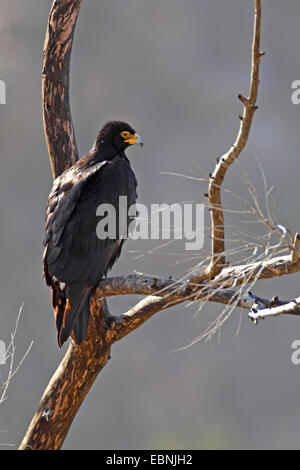 Verreaux der Adler (Aquila Verreauxii), sitzt in einem Baum, Südafrika, Namaqua-Nationalpark Stockfoto