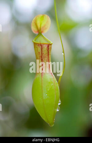 Kannenpflanze (Nepenthes Alata), trap Stockfoto