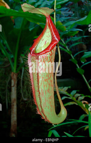 Kannenpflanze (Nepenthes Ampullaria), trap Stockfoto