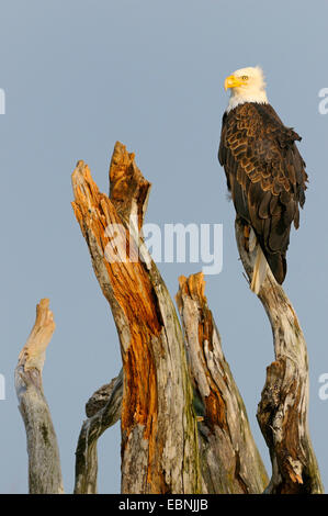 Weißkopfseeadler (Haliaeetus Leucocephalus), sitzen auf Totholz, USA, Alaska Stockfoto