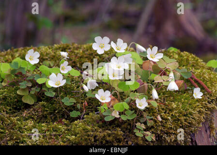 Holz-Sauerampfer, Sauerklee, Irisches Kleeblatt (Oxalis Acetosella), blühen in einem Kissen Moos, Deutschland Stockfoto