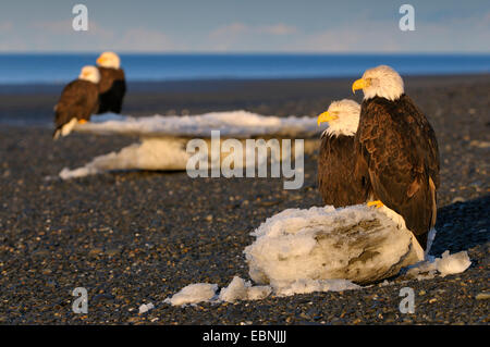 Weißkopfseeadler (Haliaeetus Leucocephalus), vier Adler auf dem Strand der Kachemak Bay im Morgenlicht mit Eisschollen, USA, Alaska Stockfoto