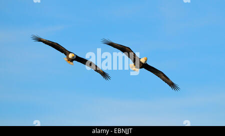 Weißkopfseeadler (Haliaeetus Leucocephalus), Adler zwei Fliegen, USA, Alaska Stockfoto