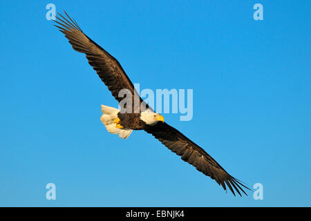 Weißkopfseeadler (Haliaeetus Leucocephalus), Adler im Flug, USA, Alaska Stockfoto