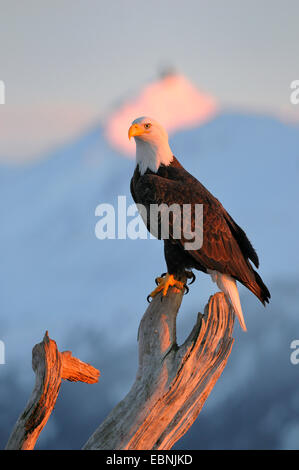 Weißkopfseeadler (Haliaeetus Leucocephalus), sitzen auf Totholz am Abend Licht, USA, Alaska Stockfoto