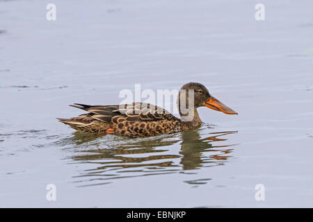 nördliche Schauﬂer (Anas Clypeata), Weiblich, Deutschland, Bayern, See Chiemsee Stockfoto