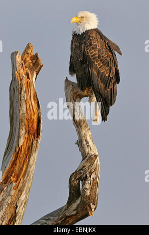 Weißkopfseeadler (Haliaeetus Leucocephalus), ruht Adler auf Treibholz, USA, Alaska Stockfoto